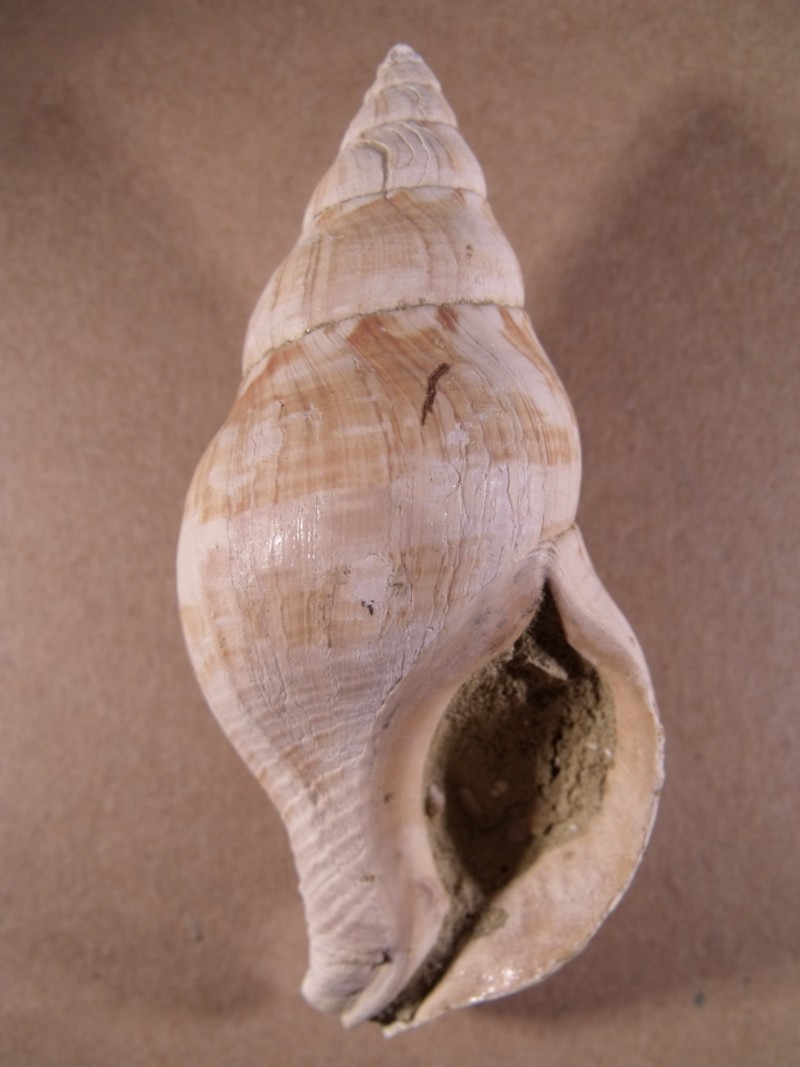 Euthria cornea (L.,1758)  Pliocene  Toscana